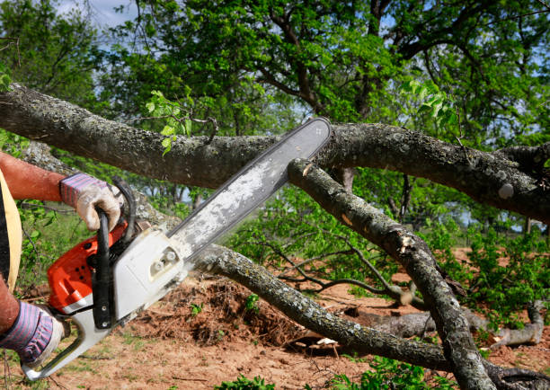 How Our Tree Care Process Works  in  Spanish Fork, UT